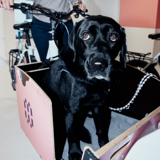 Ein schwarzer Hund sitzt im Wagen eines Lastenrads und schaut in die Kamera.
